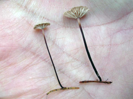 Marasmius androsaceus, very small, each mushroom is growing on a single spruce needle.